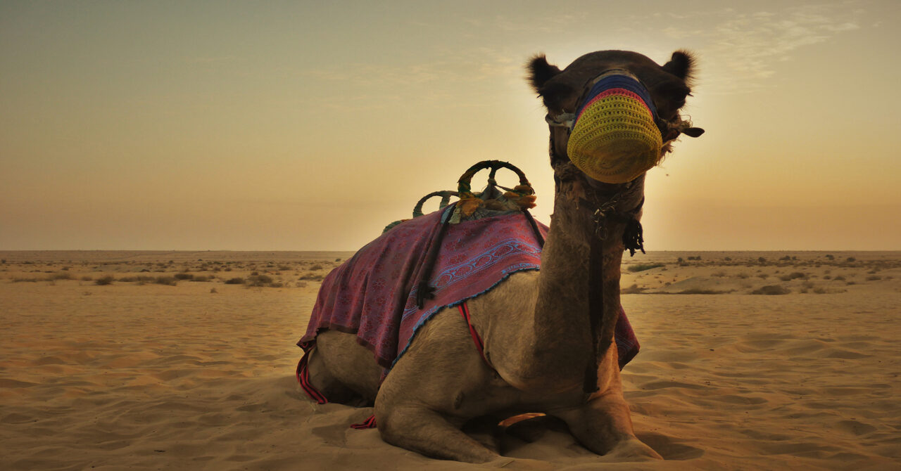 camel
